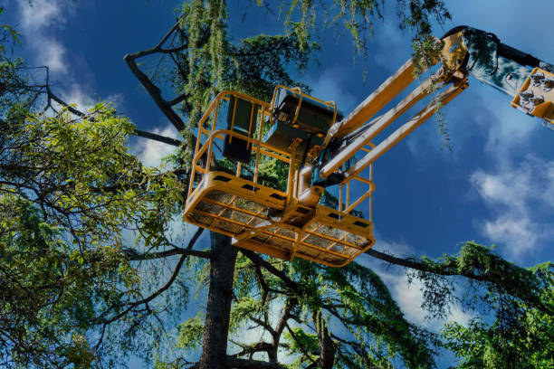 Reliable Mission Viejo, CA Tree Removal and Landscaping Services Solutions